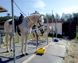 Toby patiently waiting for lessons to start