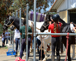 Campers tacking up their horses