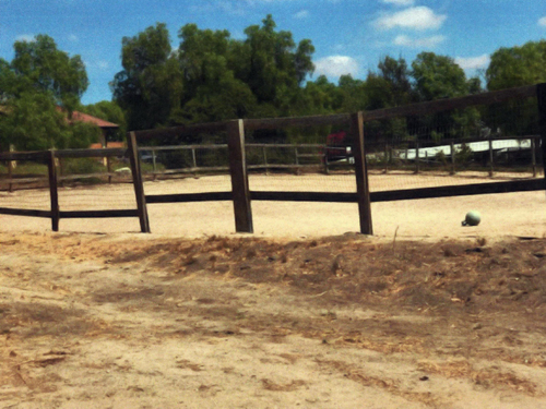 Front paddock