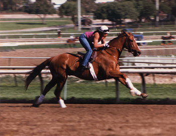 Nance and Verbalpleasure, Santa Anita Racetrack 1988