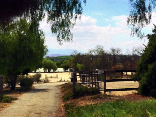 View down driveway by upper paddock